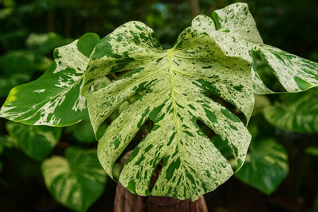 Monstera Deliciosa “Bulbasaur”