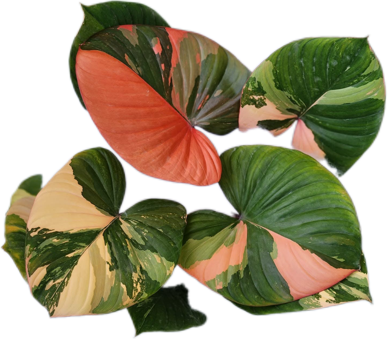 Homalomena – FloristaPearl Garden Thailand