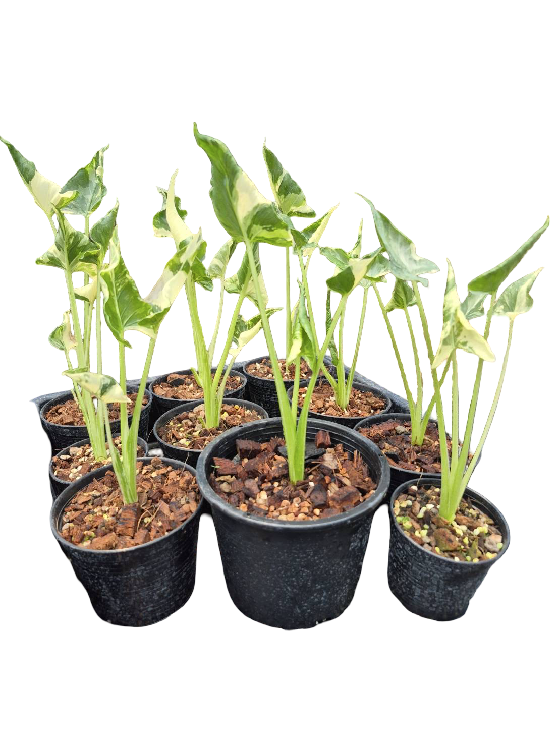 Buy Alocasia Cucullata Crinkles Albo Vari… | Thailand Export