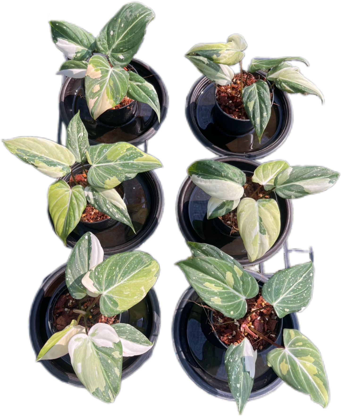 Philodendron Gloriosum Variegated Set of 10 plants SMALL SIZE