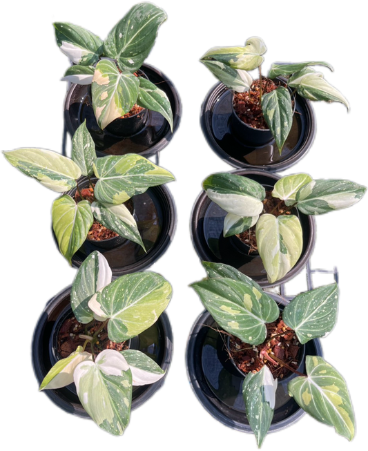 Philodendron Gloriosum Variegated Set of 10 plants SMALL SIZE
