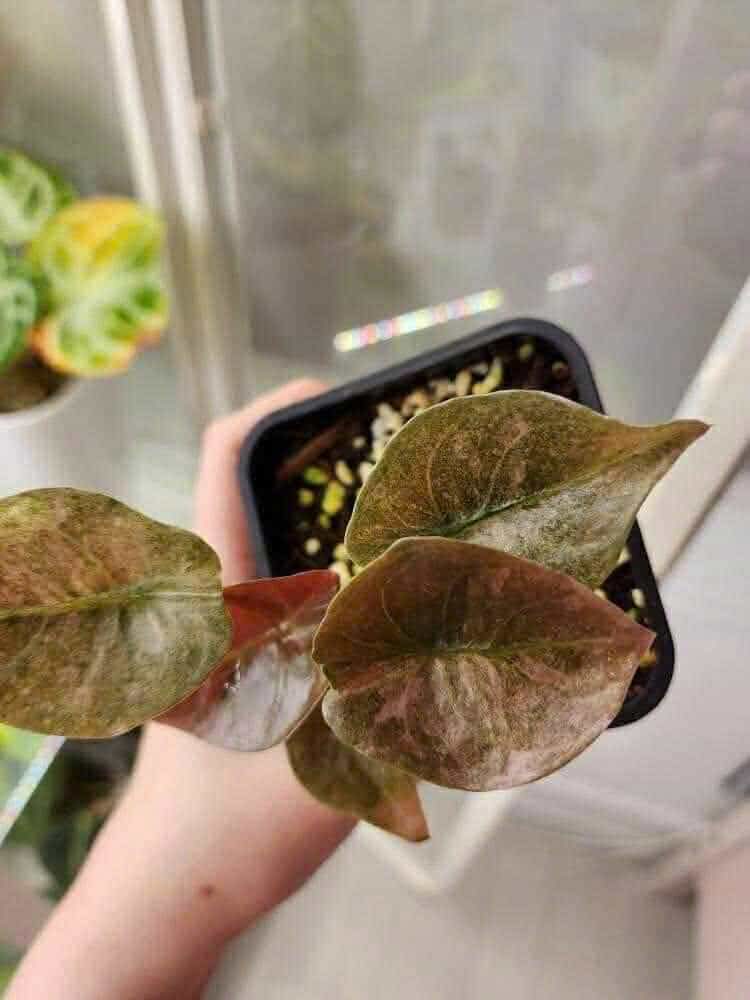 Alocasia Cuprea ‘Red Secret Mint’ Variegated – Tissue Culture | Set of 10 Plants
