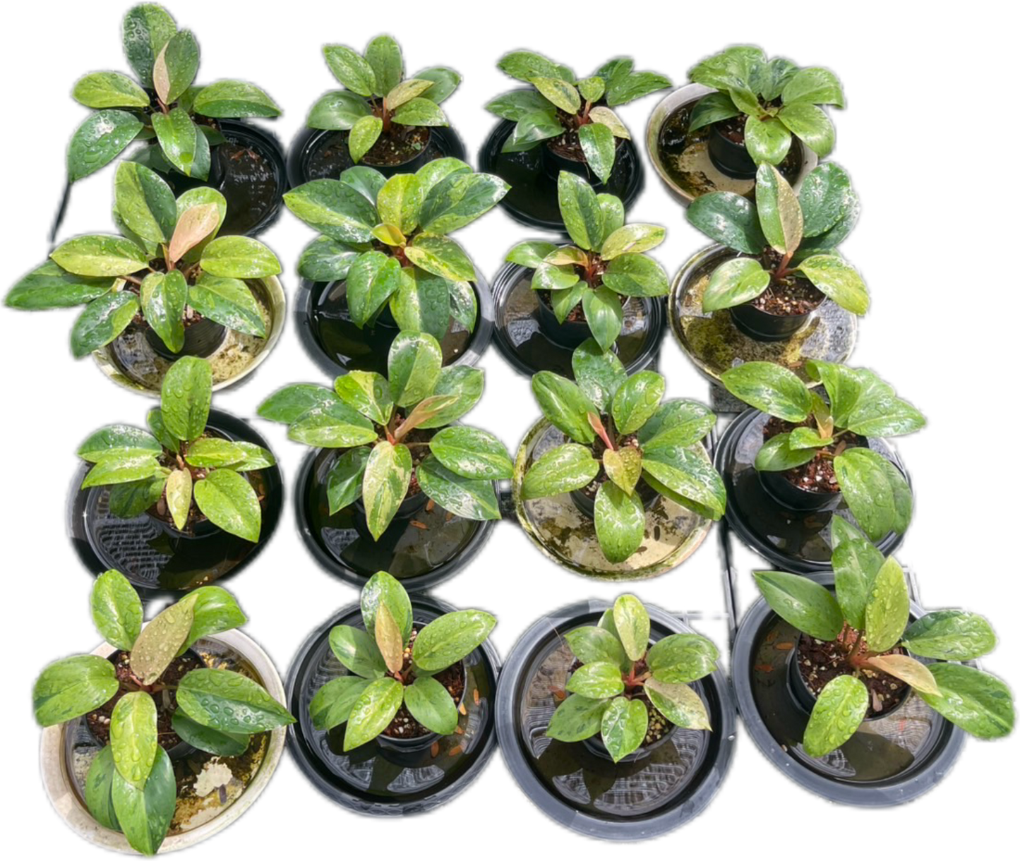 Philodendron Congo Dwarf Variegated