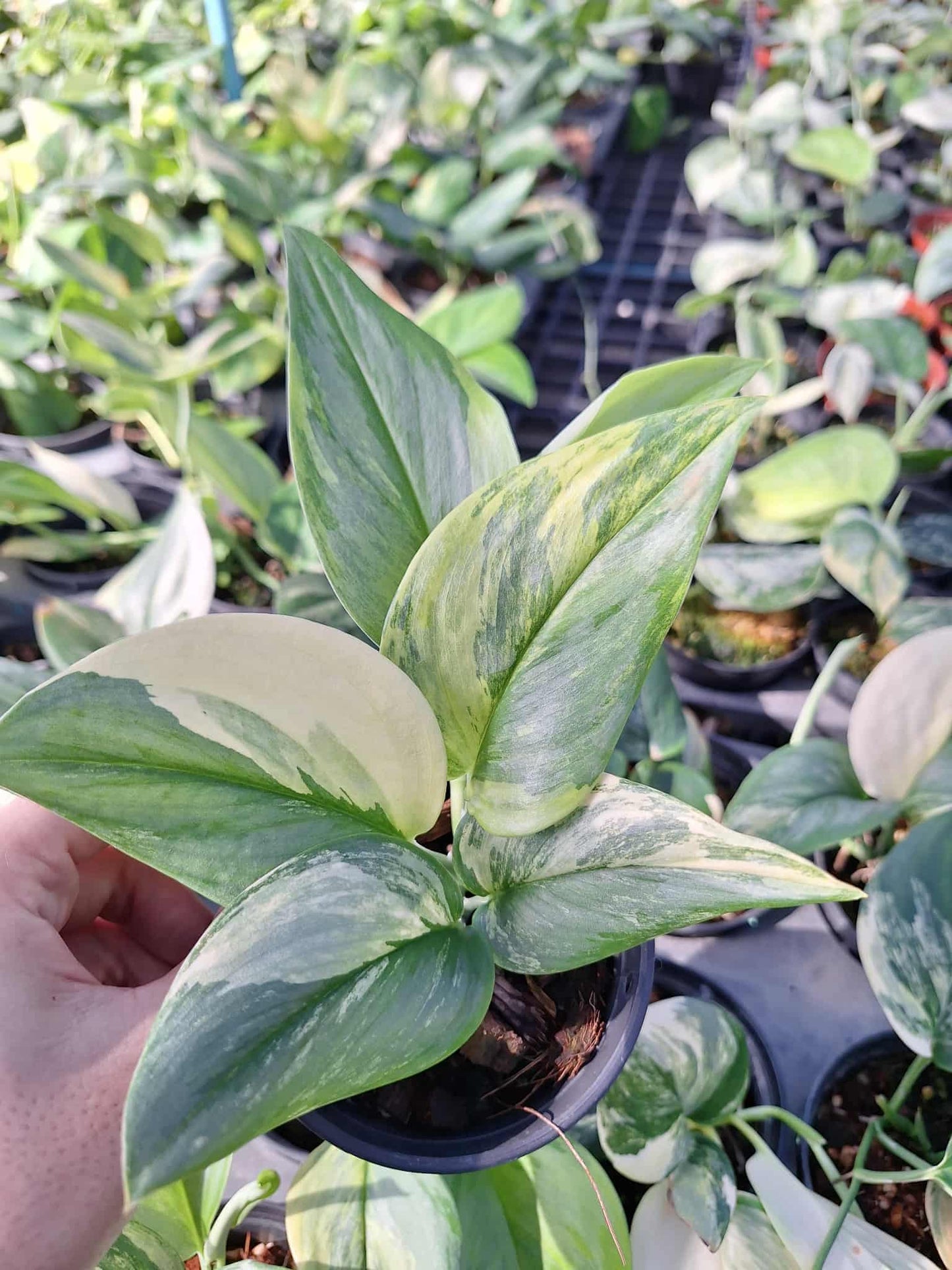 Scindapsus Rubicon Variegated
– Set of 3 Plants