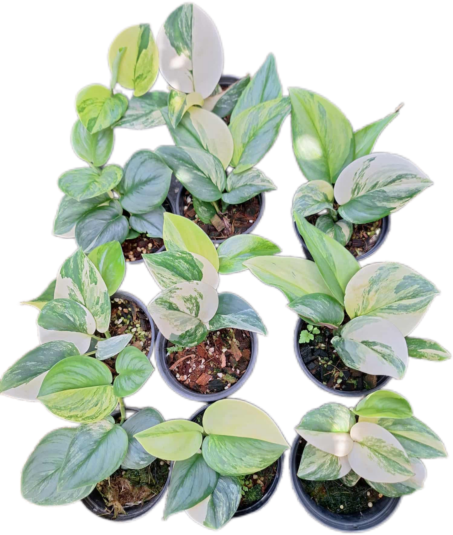 Scindapsus Rubicon Variegated
– Set of 3 Plants