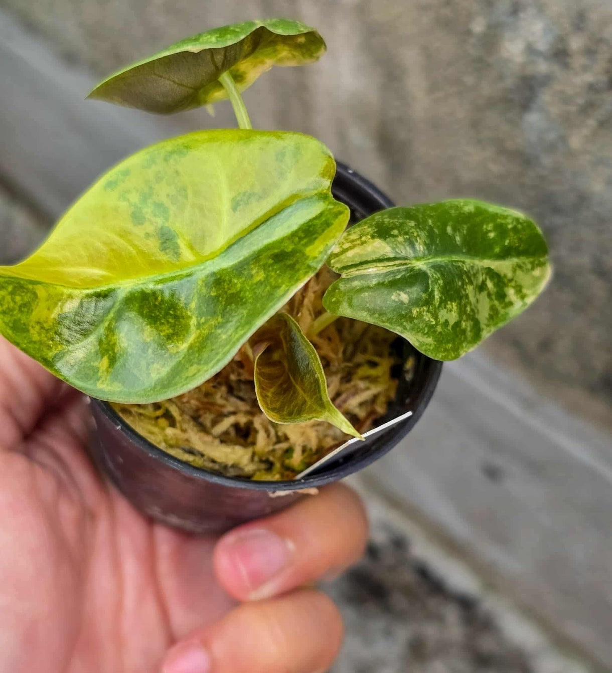 Alocasia Sedenii Aurea Variegated