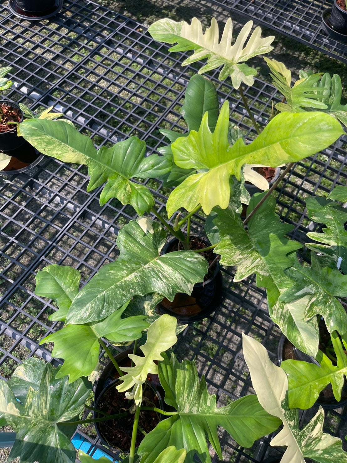 Philodendron Florida Beauty x Mayoi Variegated Set of 10 Plants