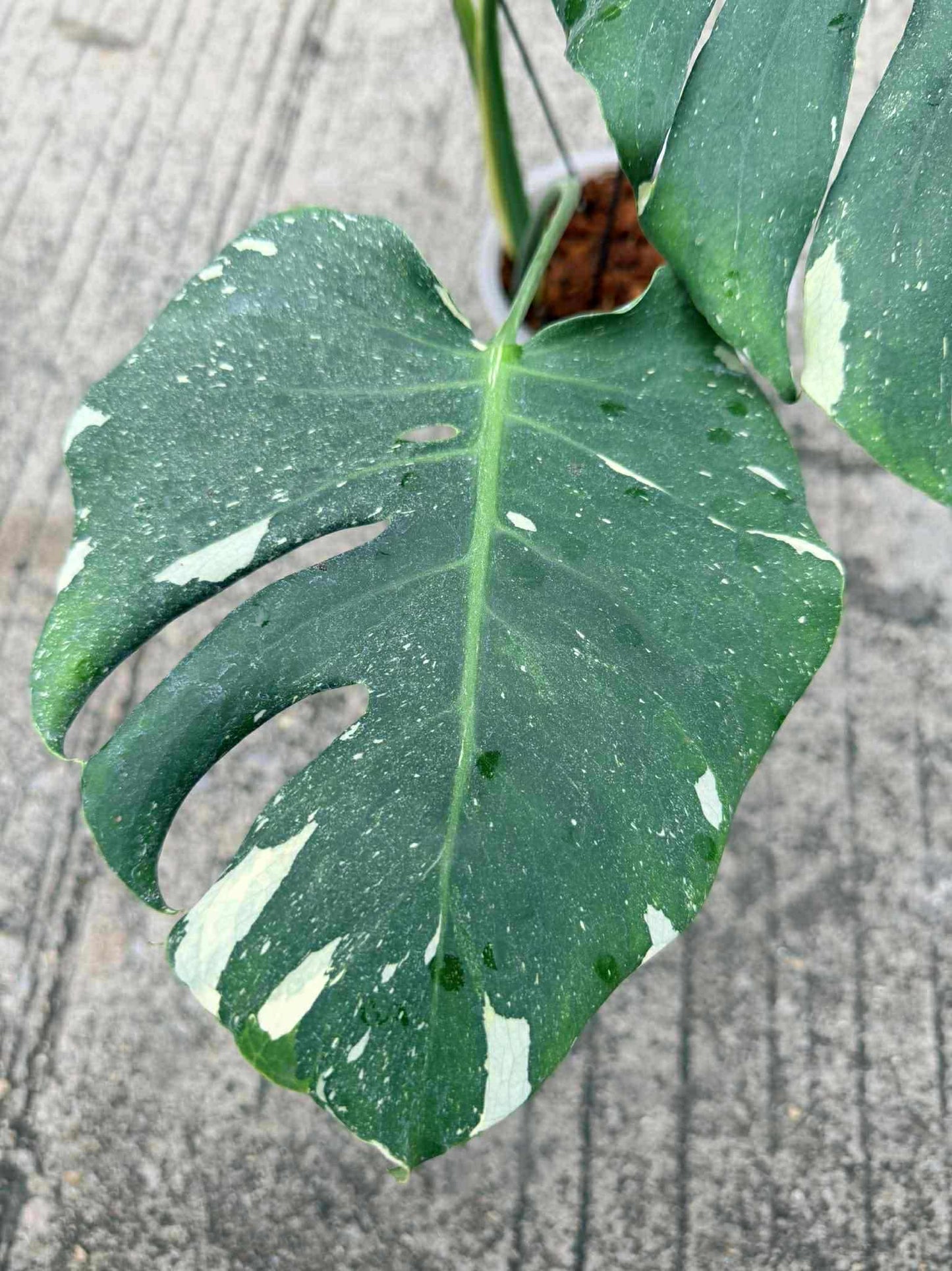 Monstera deliciosa ‘Star Lord’ – Rare Actual Plant