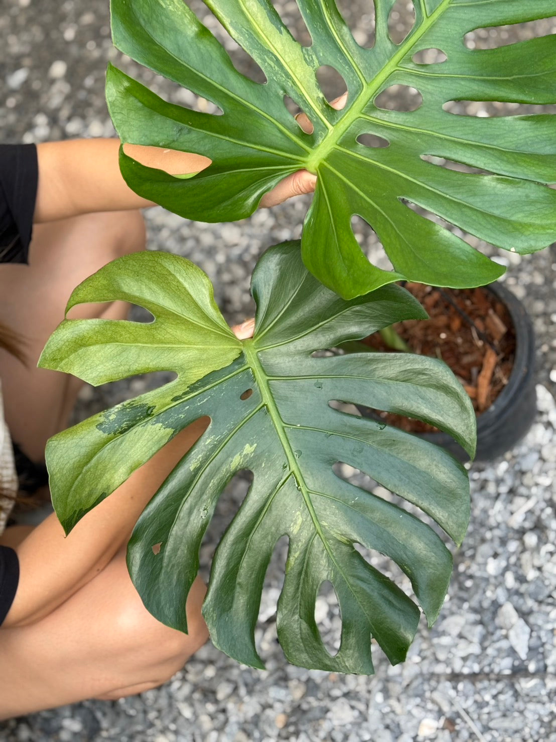 Monstera Deliciosa “Lemon Mint” Variegated