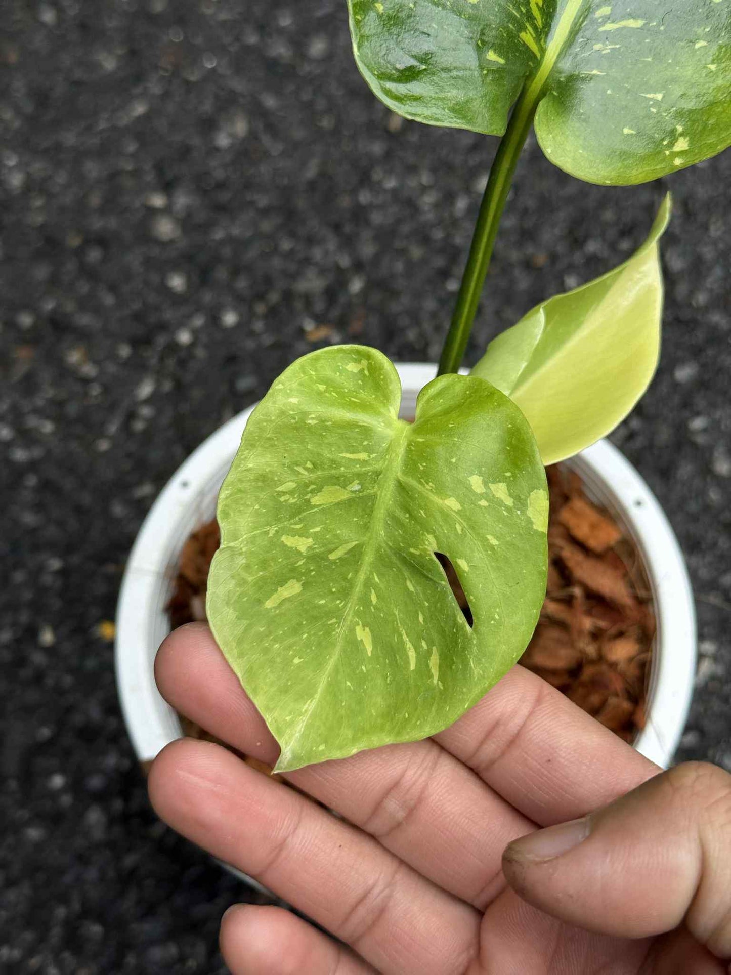 Monstera Deliciosa “Thong Kee Ma” Variegated- Rare Actual Plant