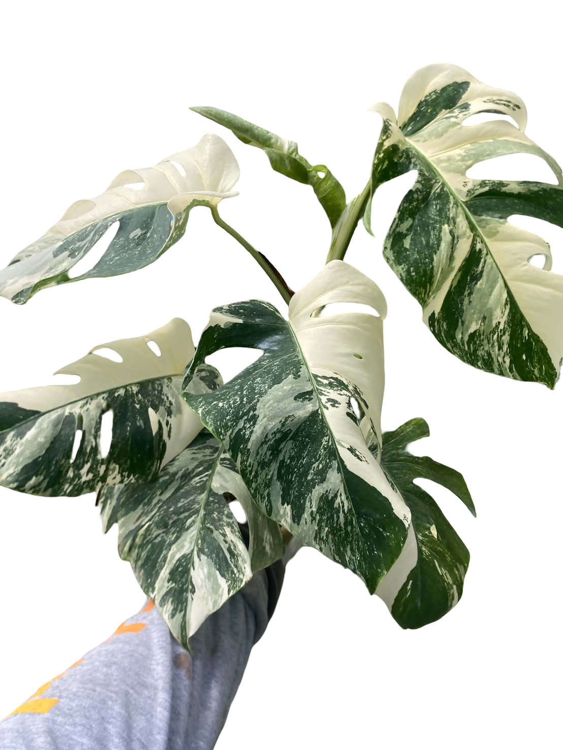 Monstera borsigiana ‘Albo Tiger’ Variegated – Set of 10 Plants