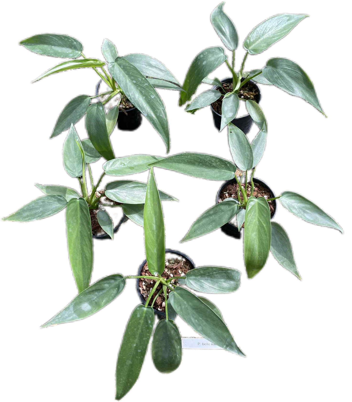 Philodendron Belle Isle – Set of 3 Plants