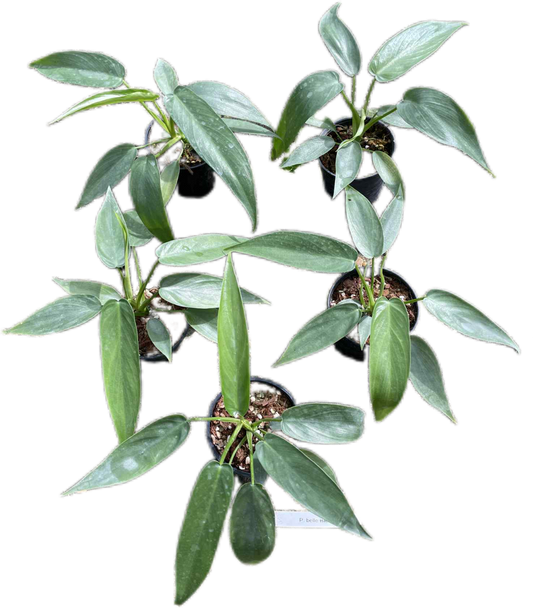 Philodendron Belle Isle – Set of 3 Plants