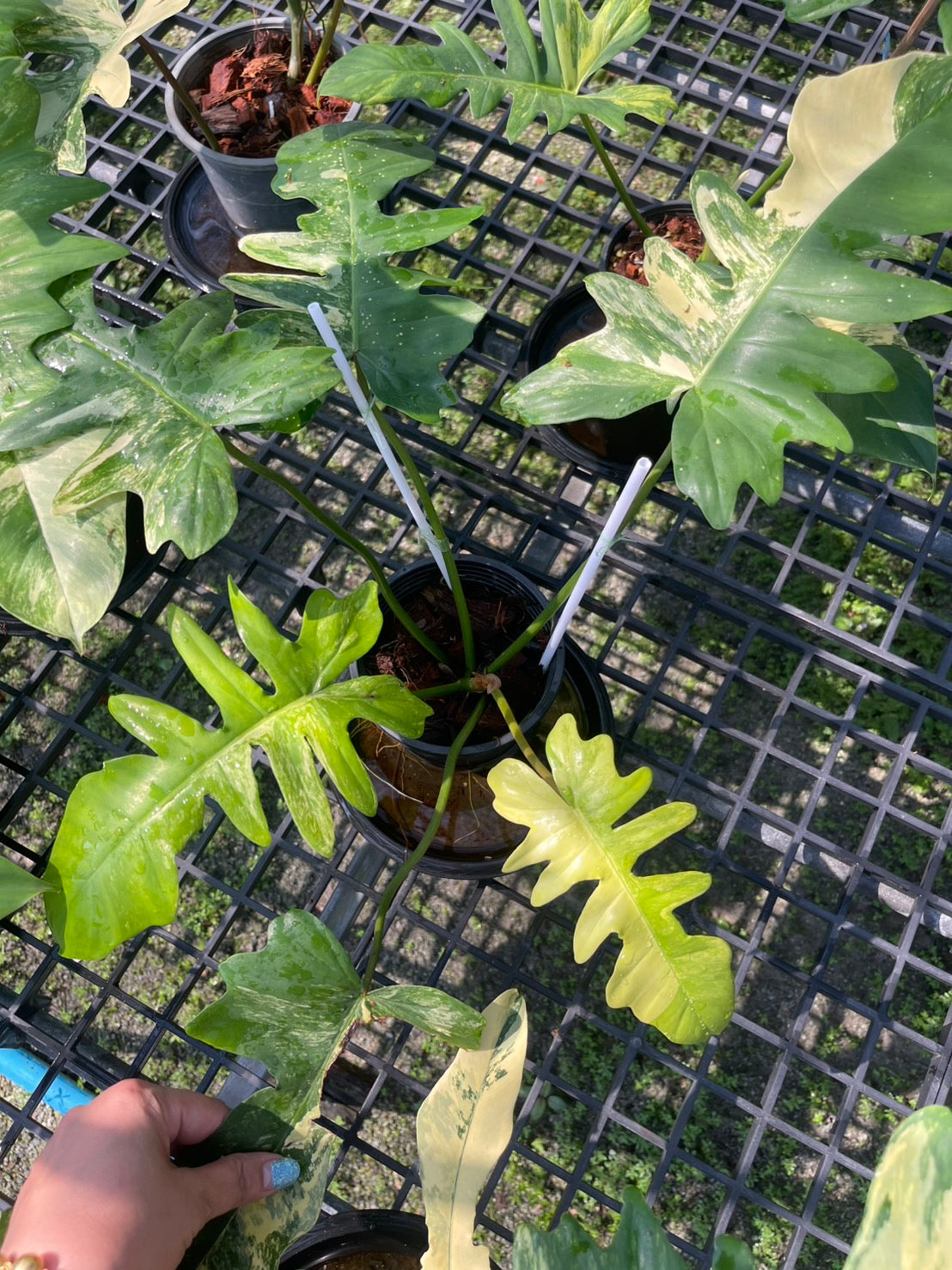Philodendron Florida Beauty x Mayoi Variegated Set of 10 Plants