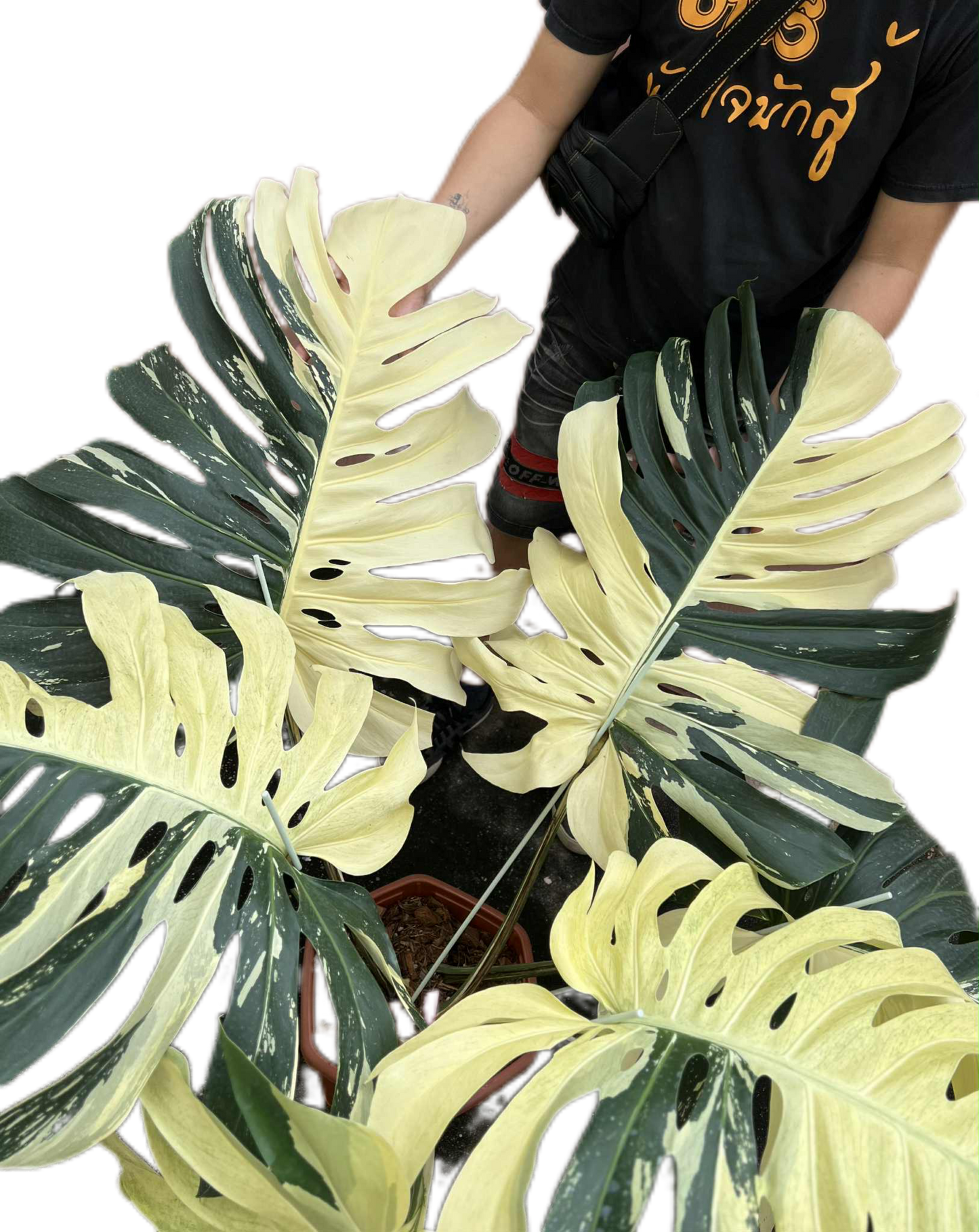 Monstera Borsigiana “Mint” Variegated – Mother Plant (Massive Actual Plant)