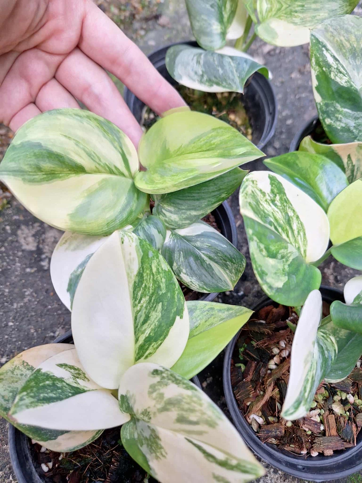 Scindapsus Rubicon Variegated
– Set of 3 Plants