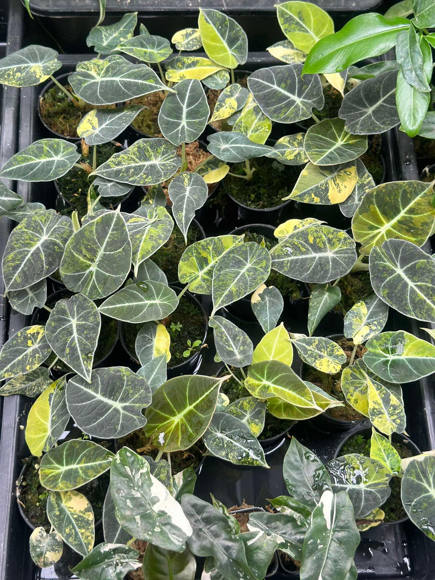 Alocasia Black Velvet Aurea Variegated – Set of 10 Plants