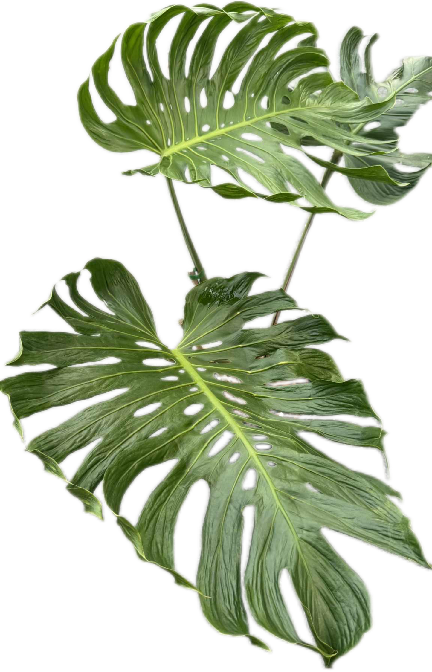 Monstera deliciosa ‘Tattoo ’ – Rare Collector’s Plant (Big Mature Size)