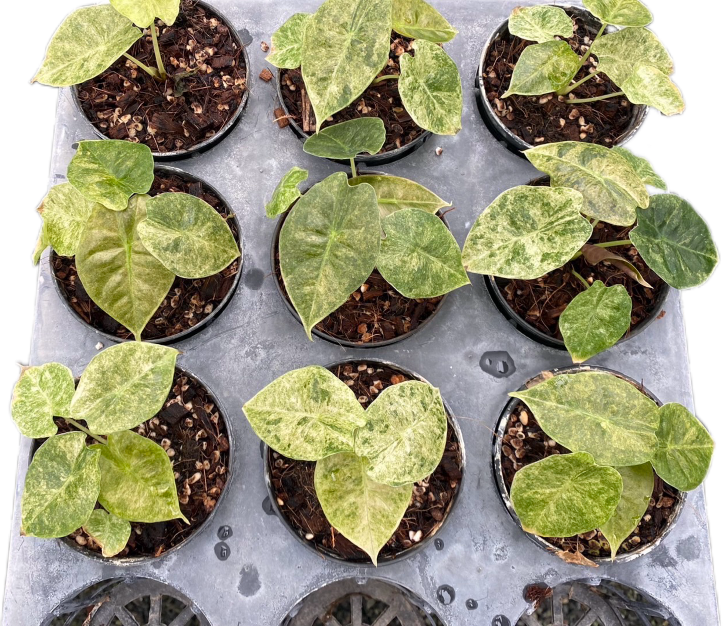 Alocasia Golden Bone Variegated