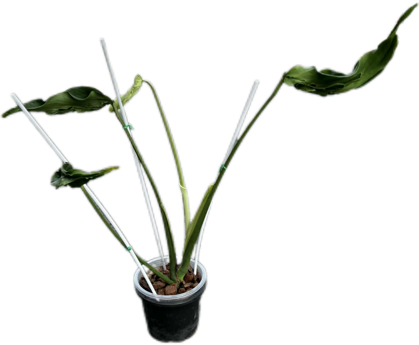 Monstera Deliciosa “Hurricane” – Rare Collector’s Choice (Exact Plant)