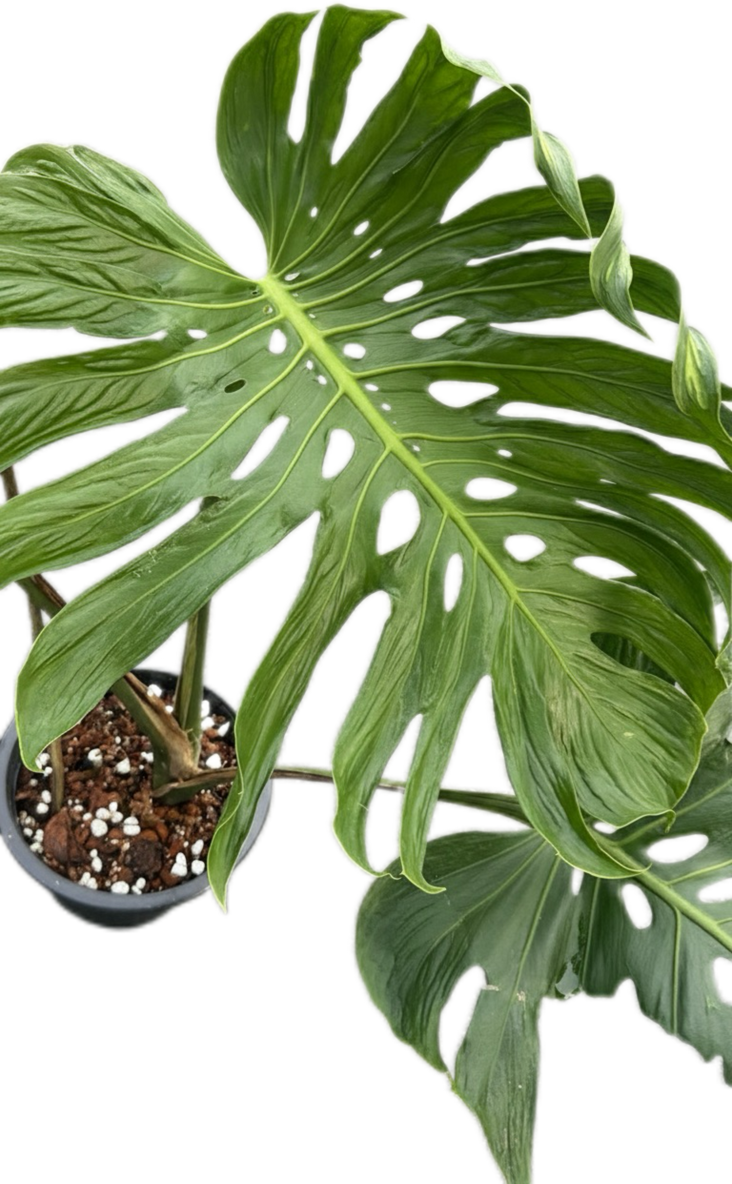 Monstera deliciosa ‘Tattoo ’ – Rare Collector’s Plant (Big Mature Size)