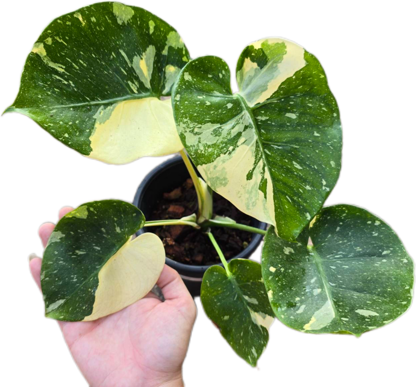 Monstera Deliciosa “Scorpion ” – Actual Plant (Rare Collector’s Edition)