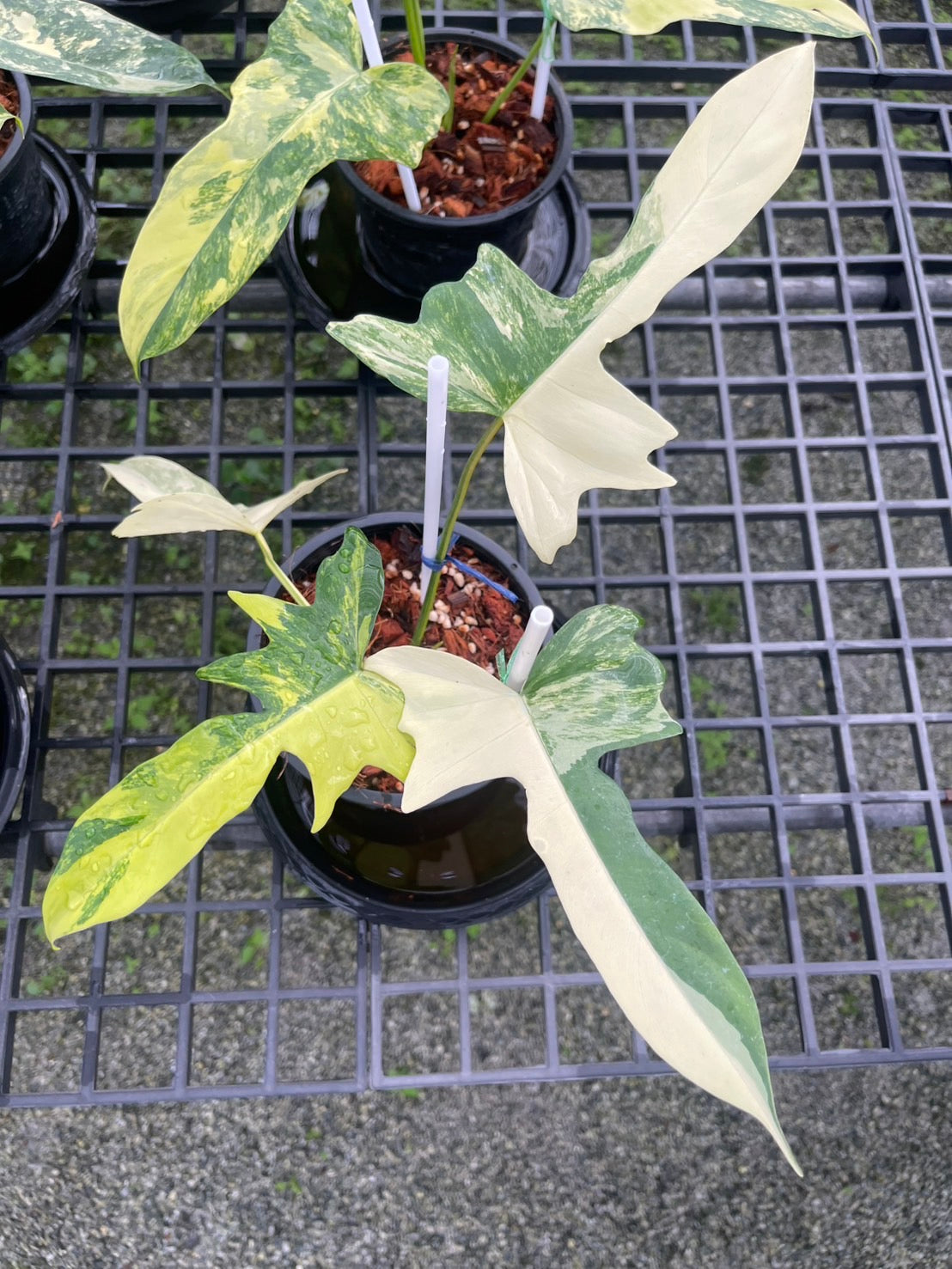 Philodendron Florida Beauty x Mayoi Variegated