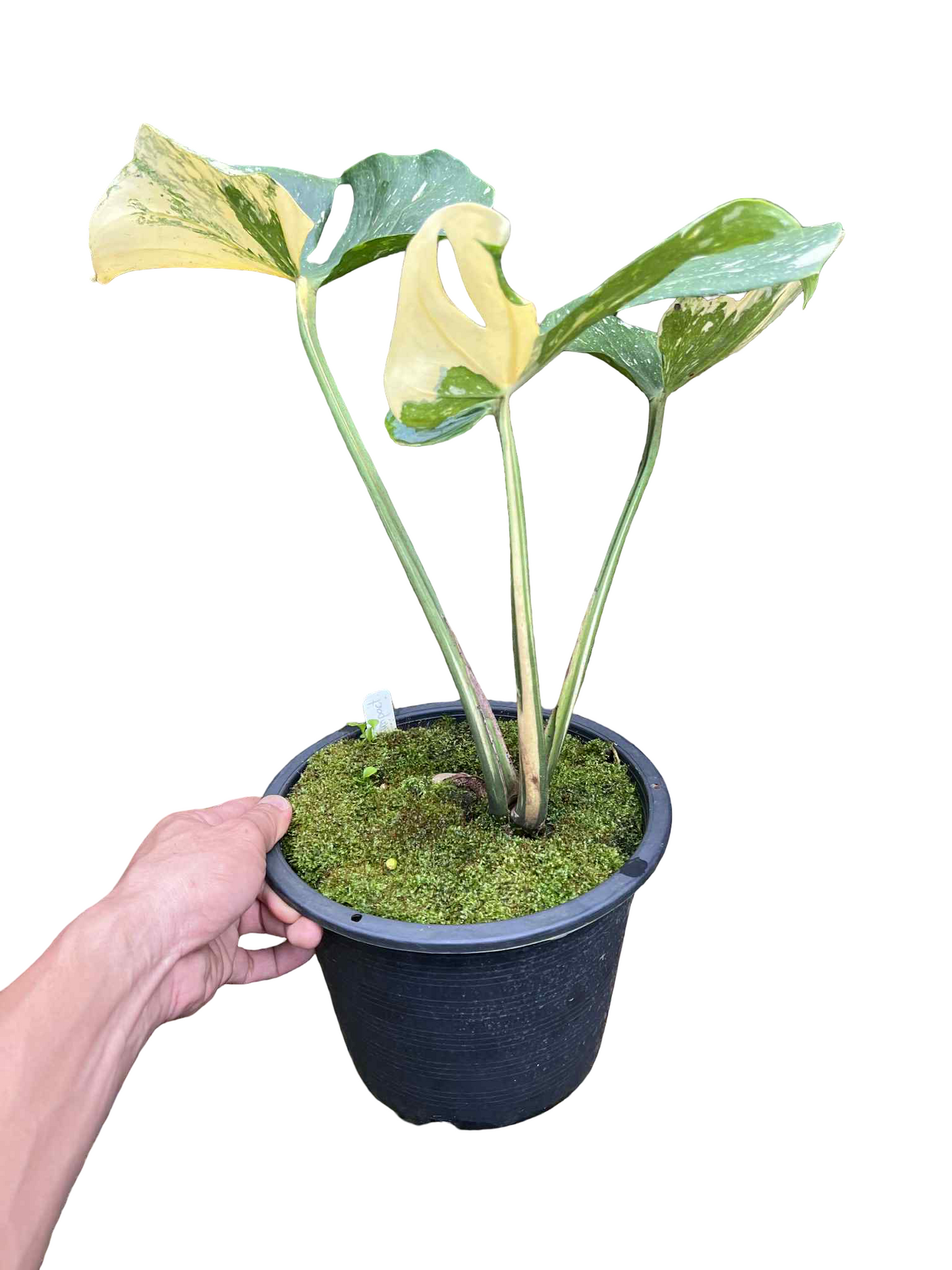 Monstera Thai Constellation “Compacta” — Actual Plant