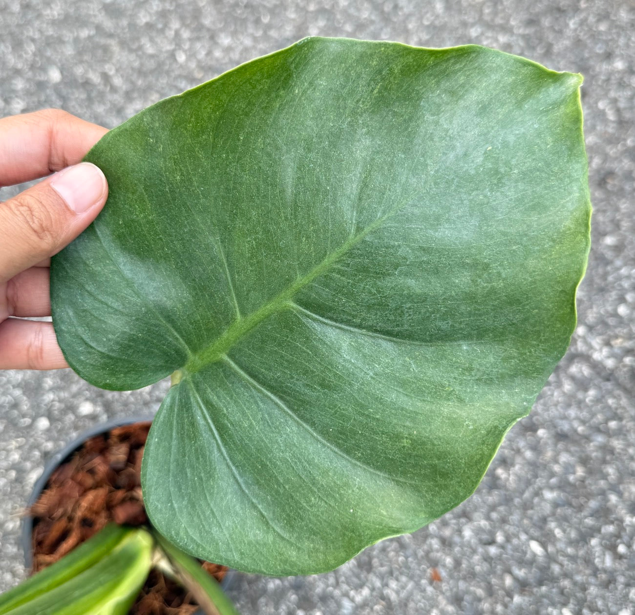 Monstera Deliciosa “NOID” - Actual Plant
