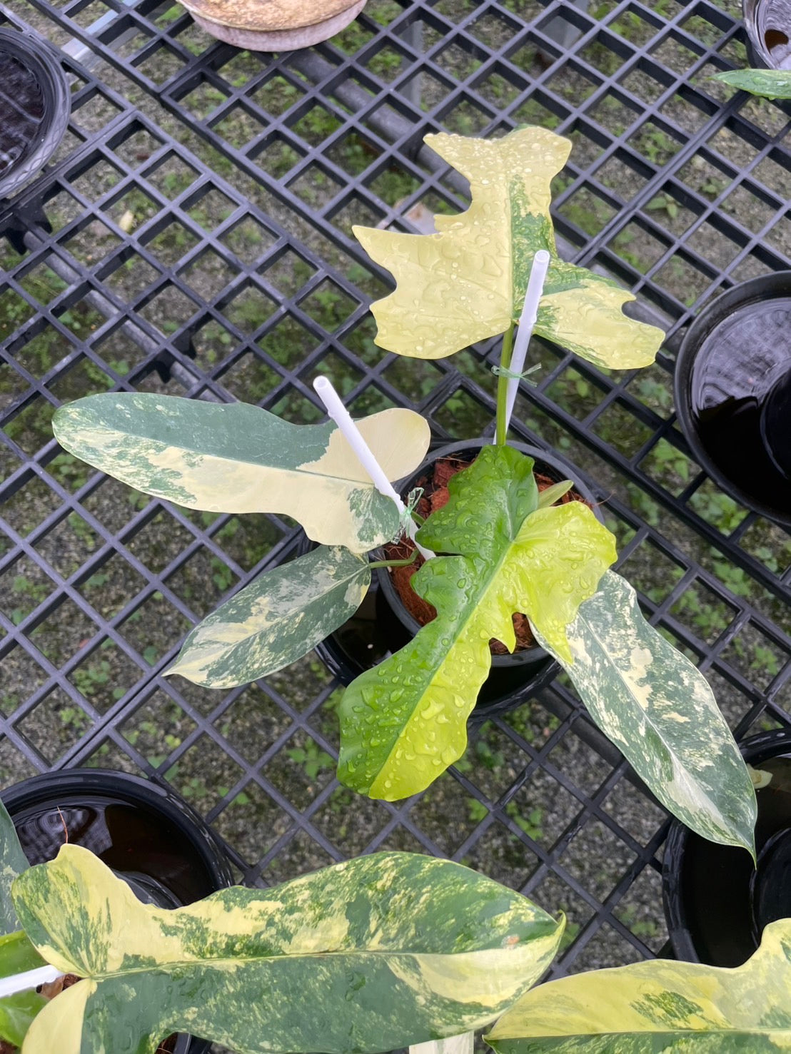 Philodendron Florida Beauty x Mayoi Variegated