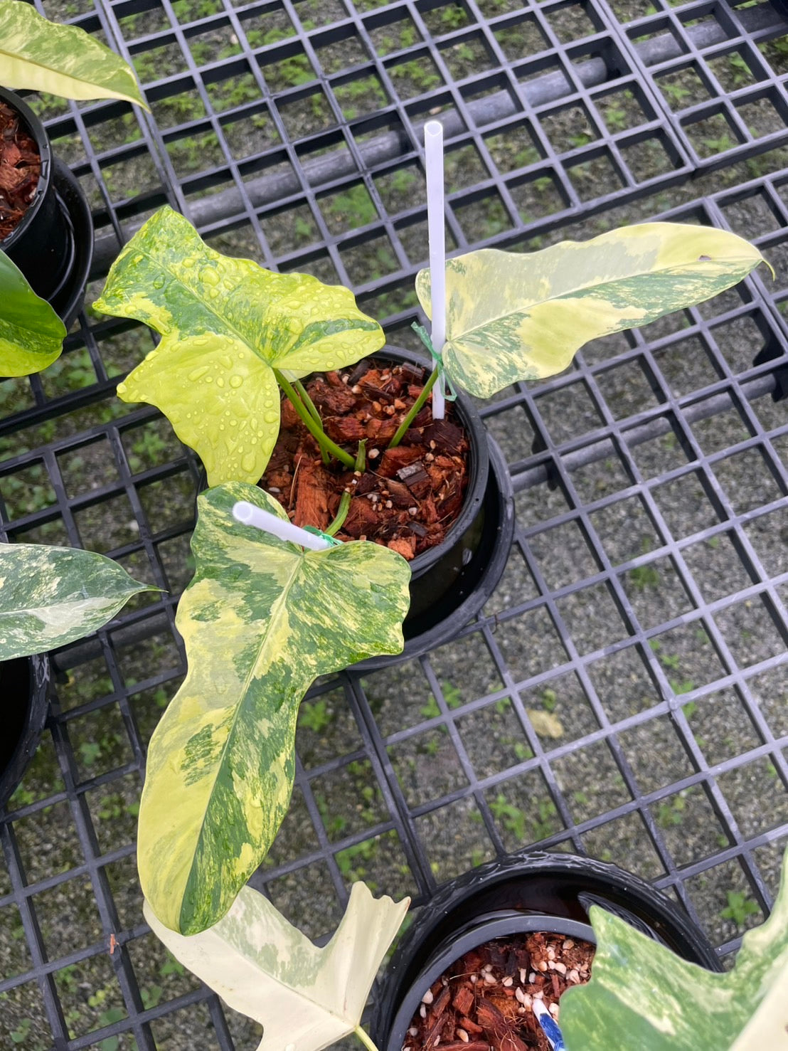 Philodendron Florida Beauty x Mayoi Variegated