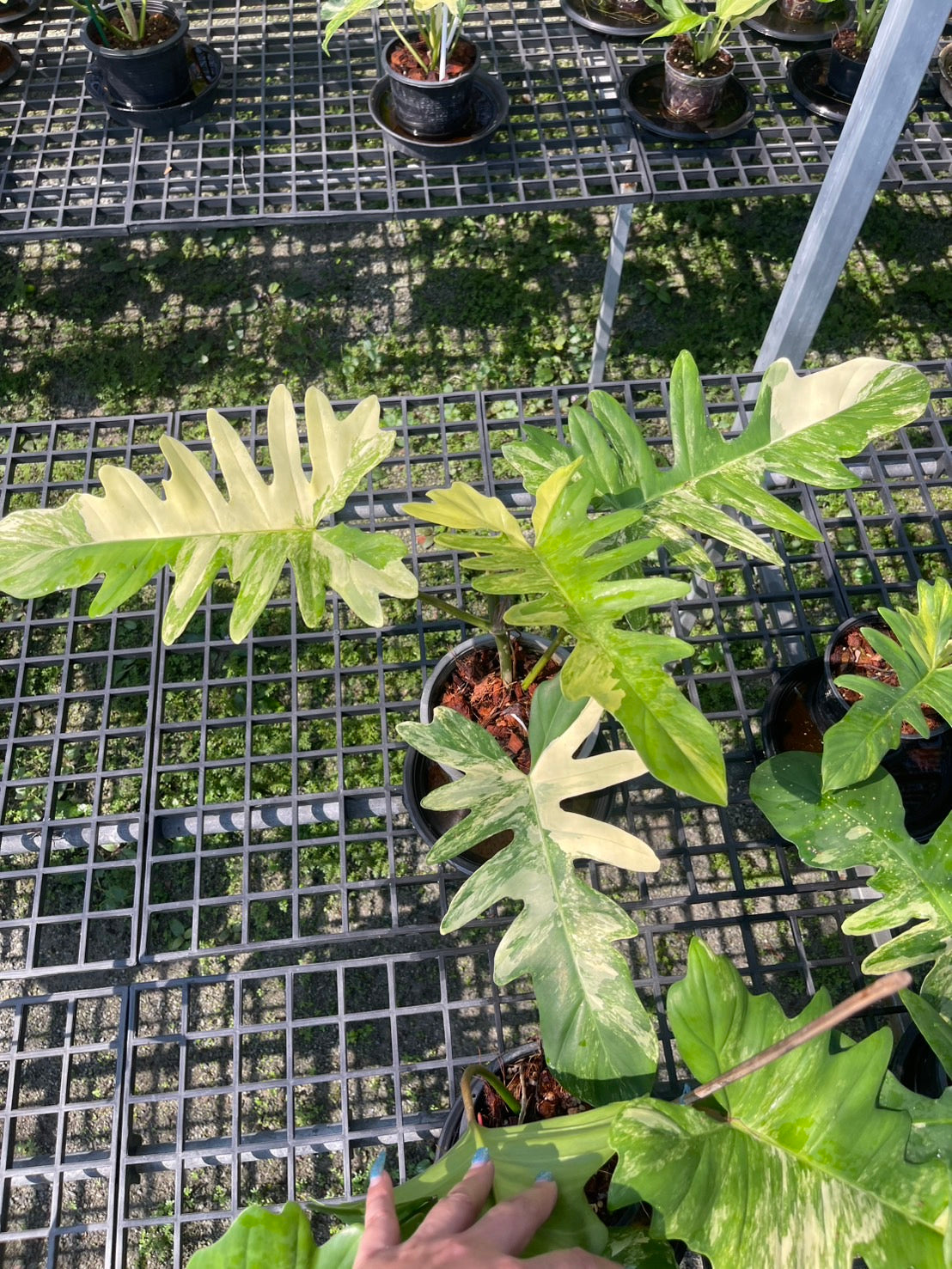 Philodendron Florida Beauty x Mayoi Variegated Set of 10 Plants