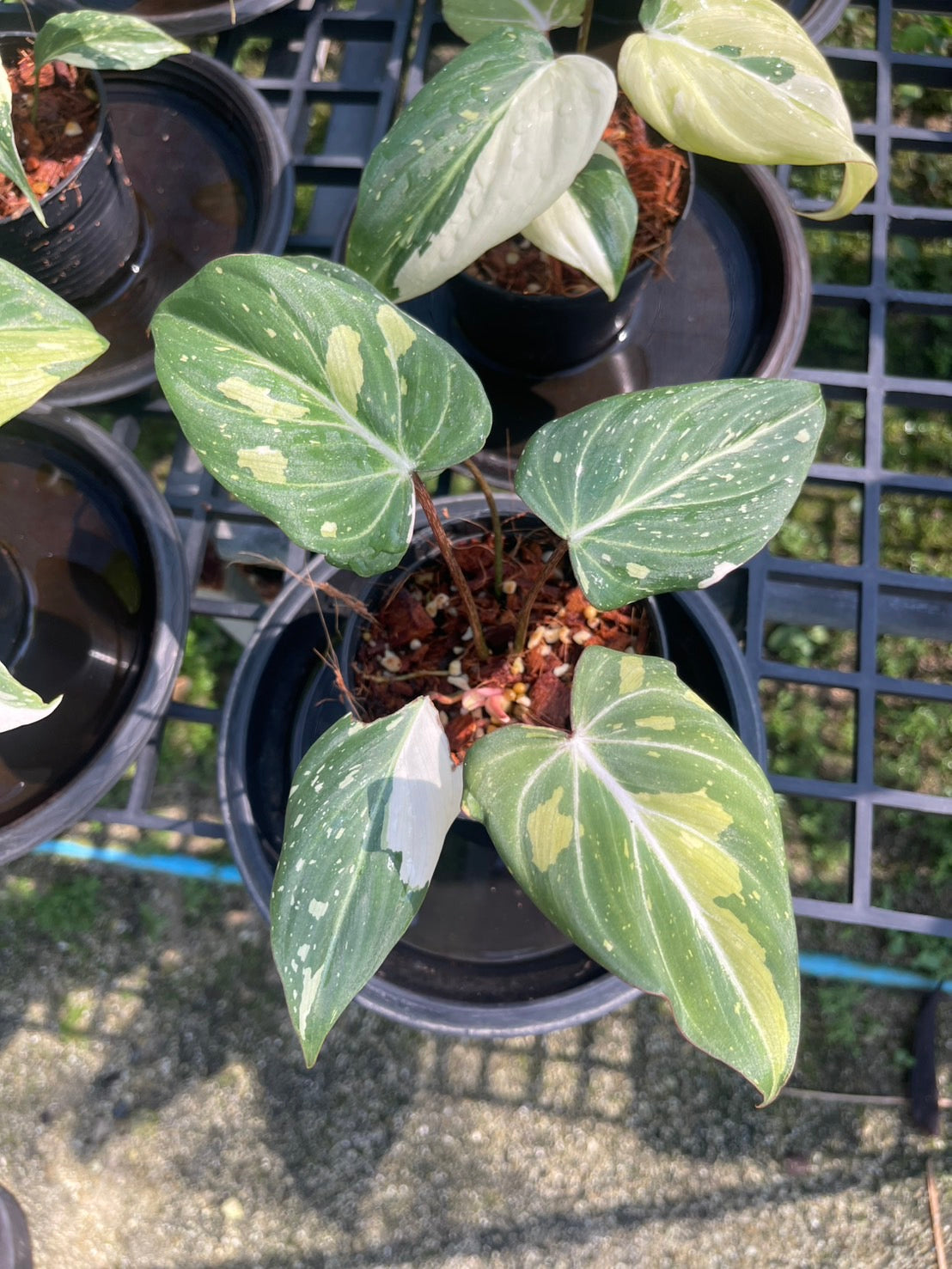 Philodendron Gloriosum Variegated Set of 10 plants SMALL SIZE