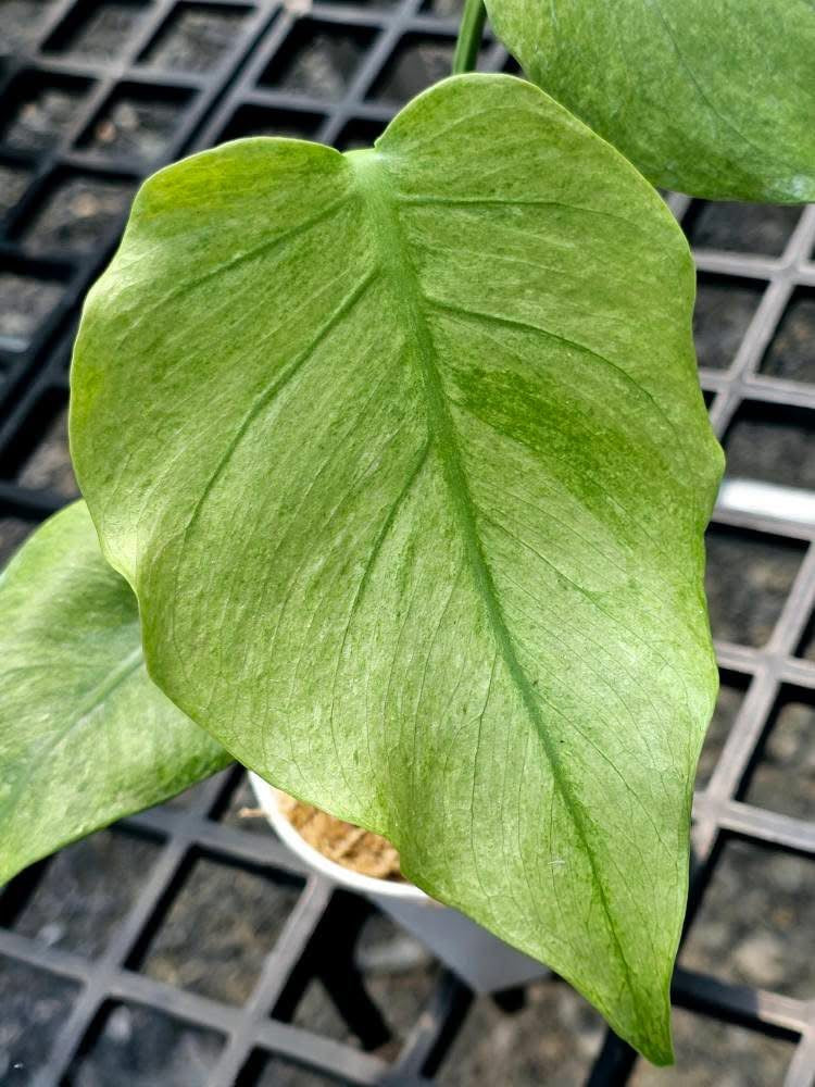 Monstera Deliciosa Jade Goblin “Octopus” – Actual Plant (Rare)#2