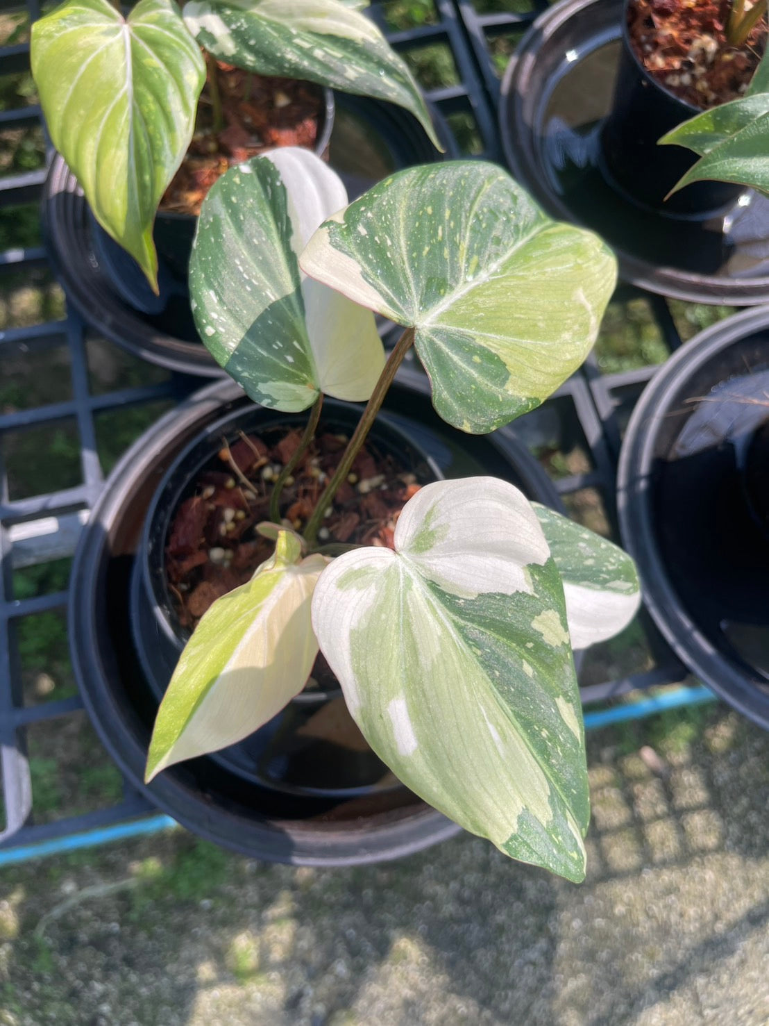 Philodendron Gloriosum Variegated Set of 10 plants SMALL SIZE