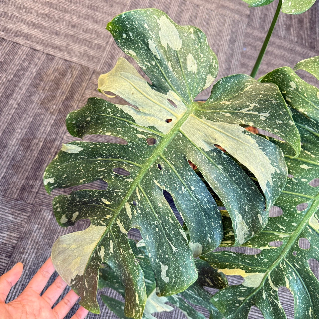 Monstera deliciosa “No ID” Splash Variegated – Exact Rare Collector’s Plant