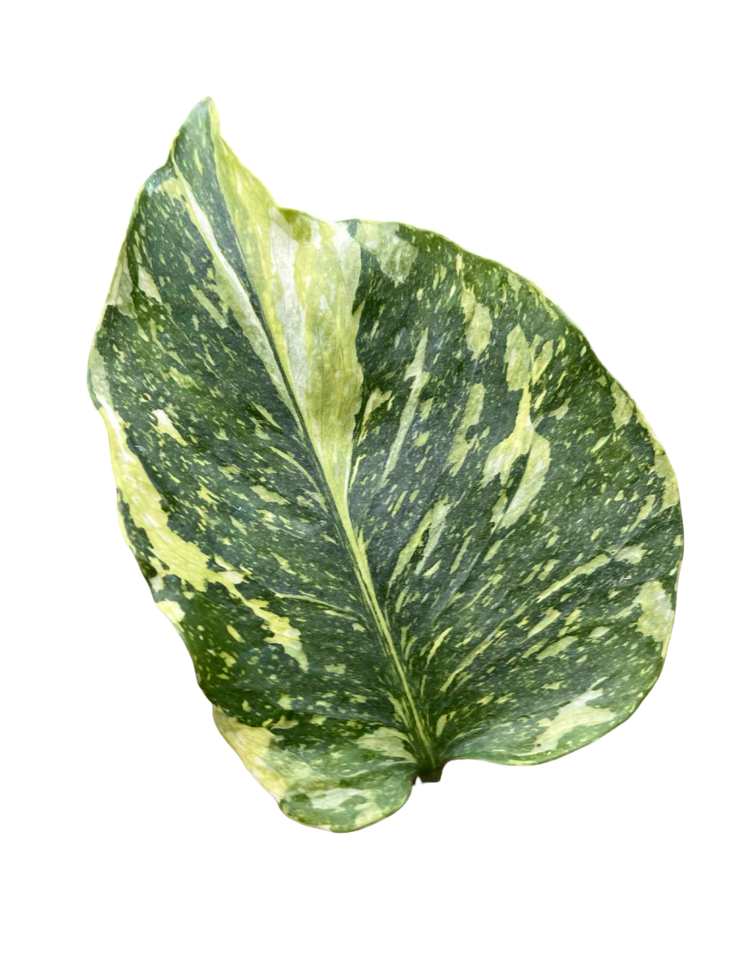 Monstera Deliciosa “Electrolight Tricolor” — Actual Plant (Rare)