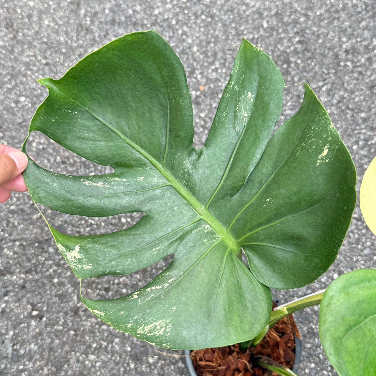 Monstera Deliciosa “NOID” - Actual Plant
