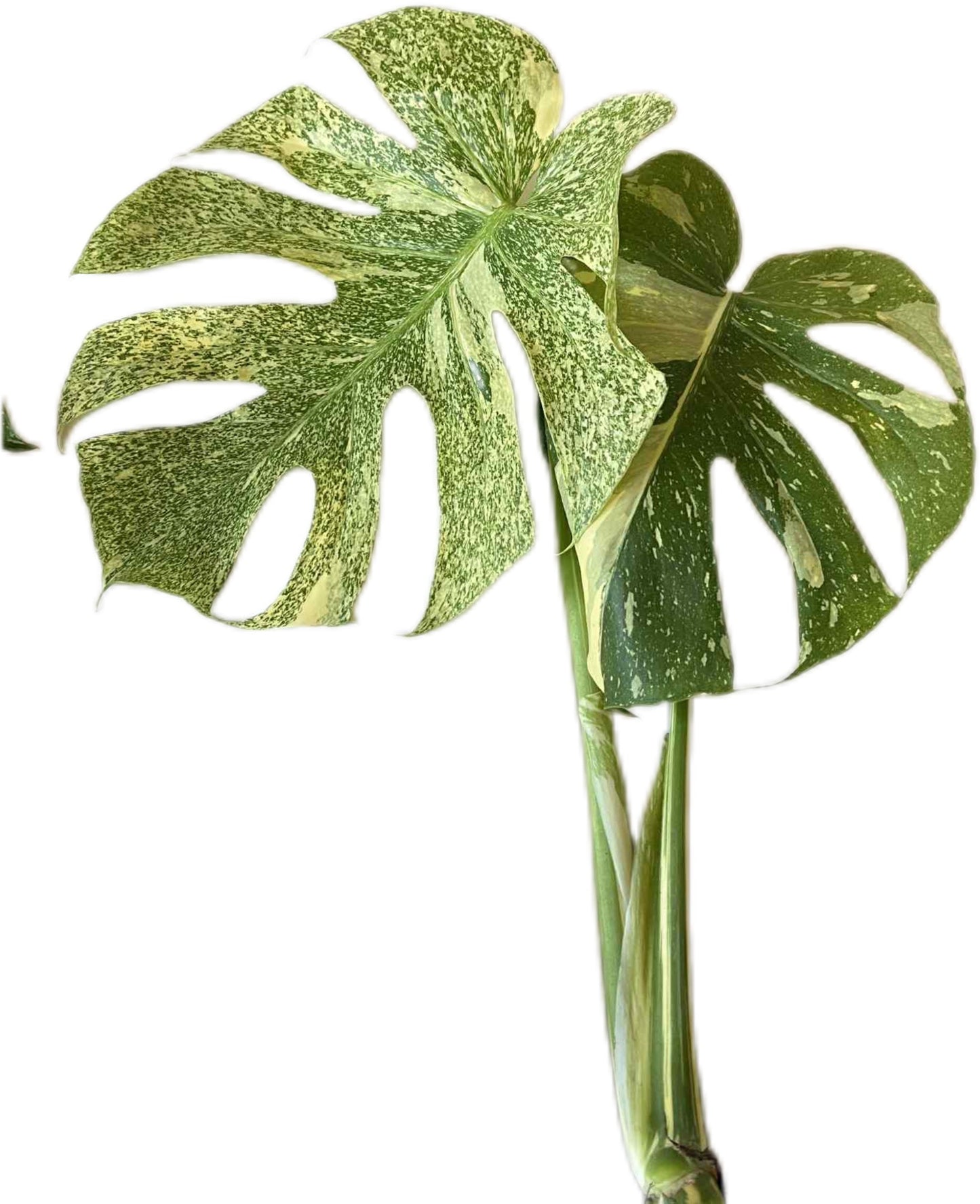 Monstera Deliciosa “Starlight” – Rare Variegated Form