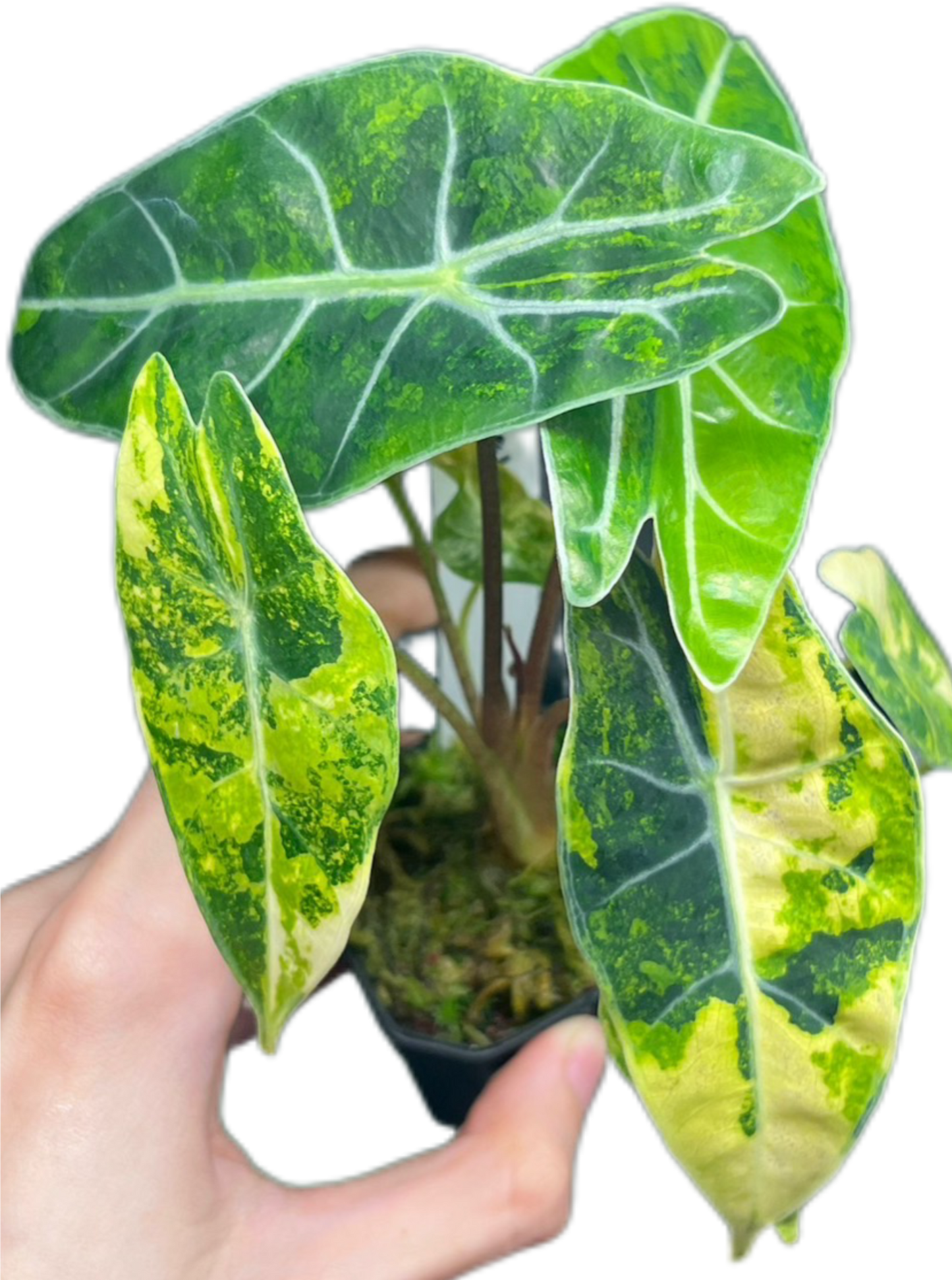 Alocasia Dragon Tooth Aurea Variegated