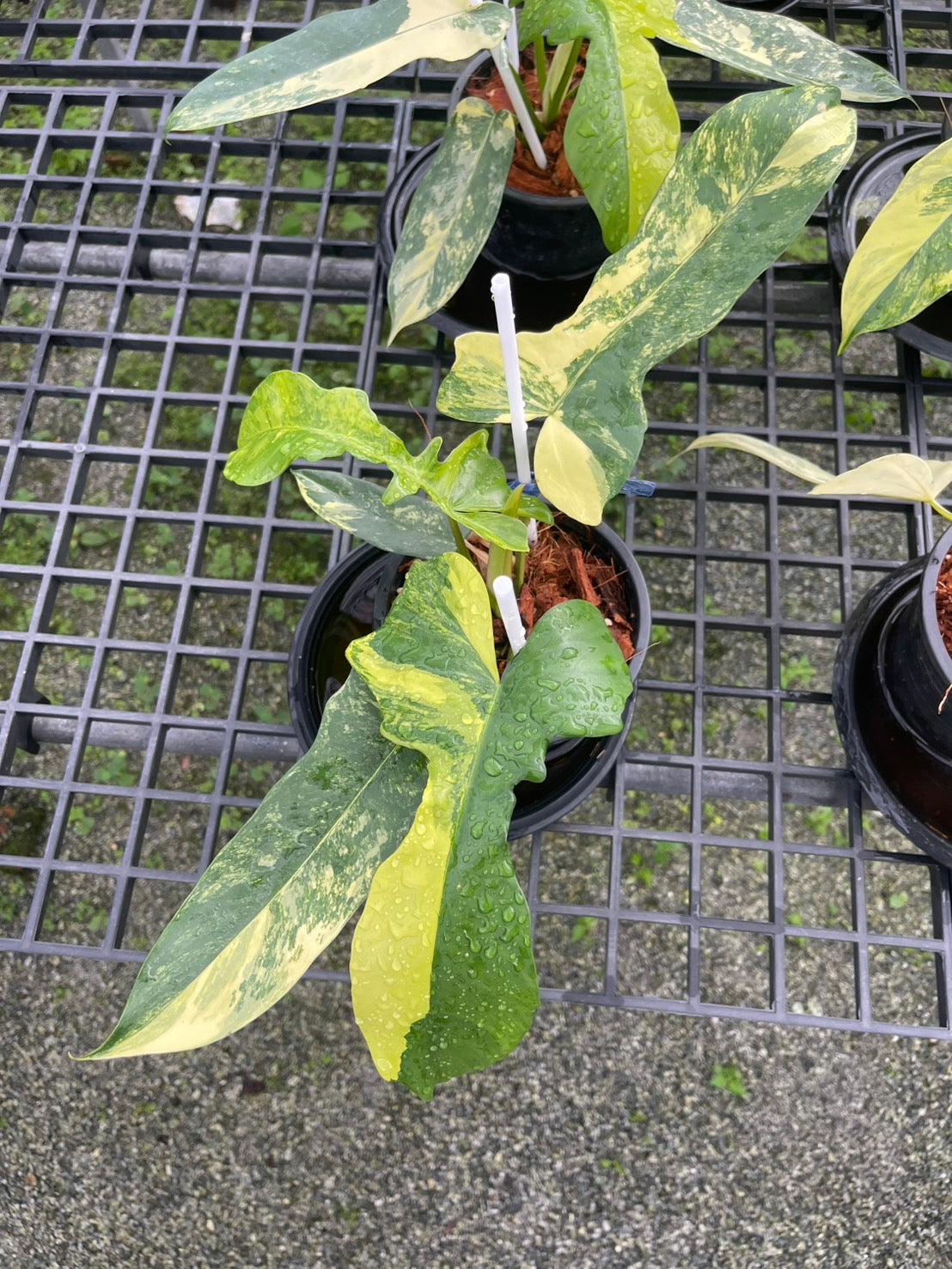 Philodendron Florida Beauty x Mayoi Variegated
