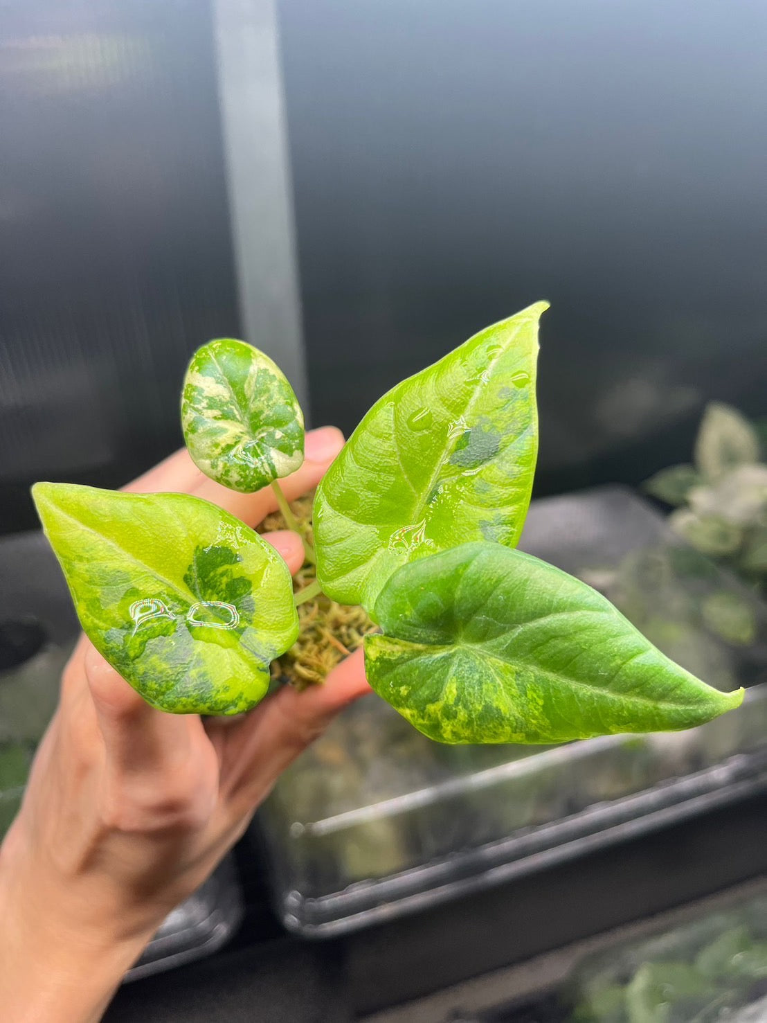 Alocasia Maharani Gold Lime Variegated
