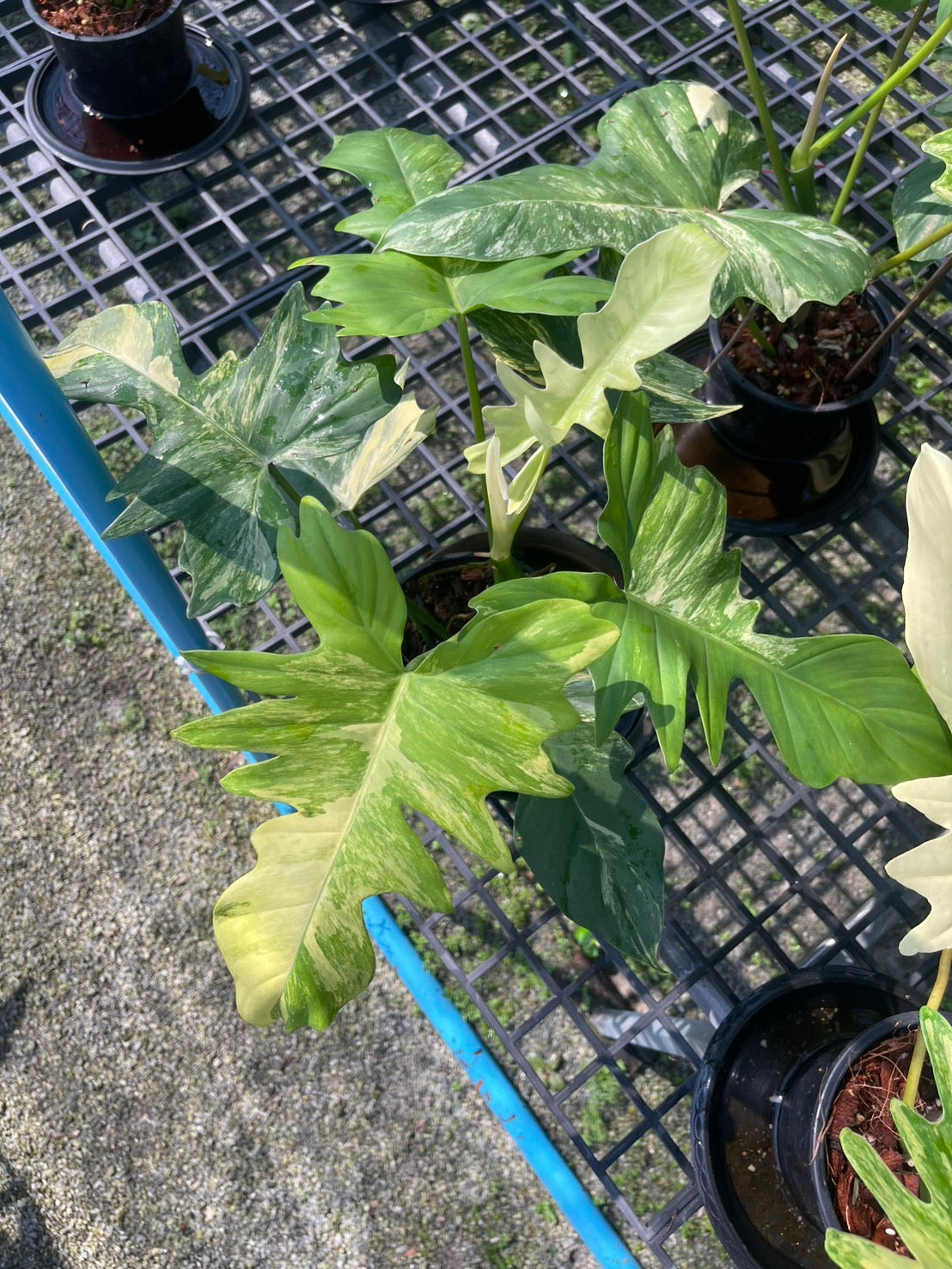 Philodendron Florida Beauty x Mayoi Variegated Set of 10 Plants