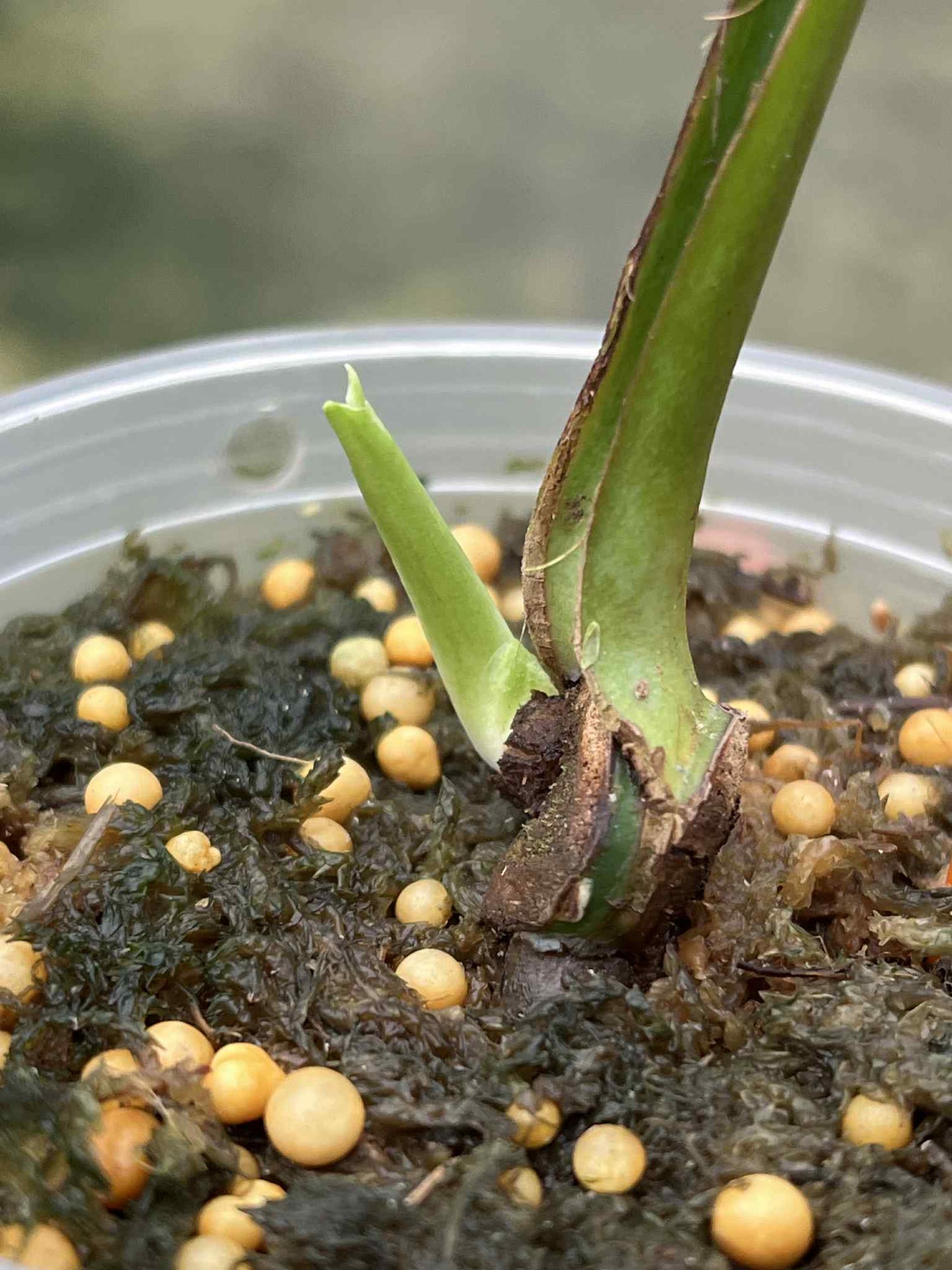 Monstera Deliciosa “Thong Kee Ma” Cutting Rooted— Actual Plant (Rare)