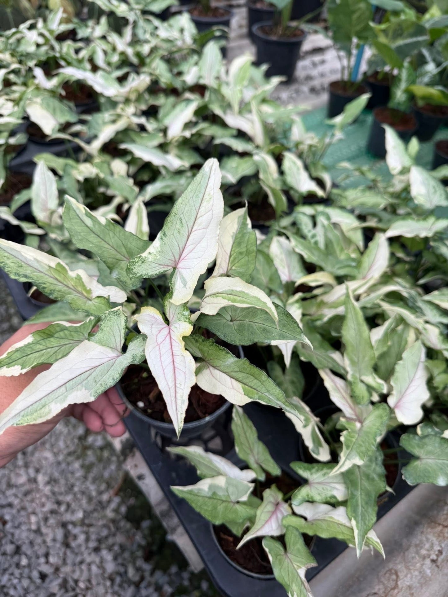 Syngonium White Princess Set of 10 Plants