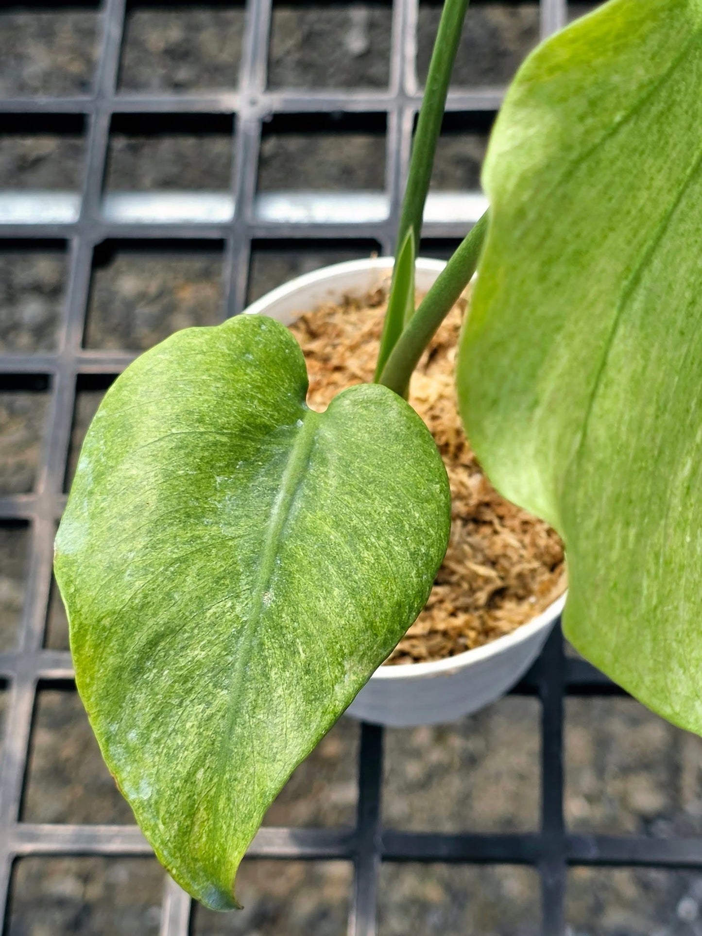Monstera Deliciosa Jade Goblin “Octopus” – Actual Plant (Rare)#2