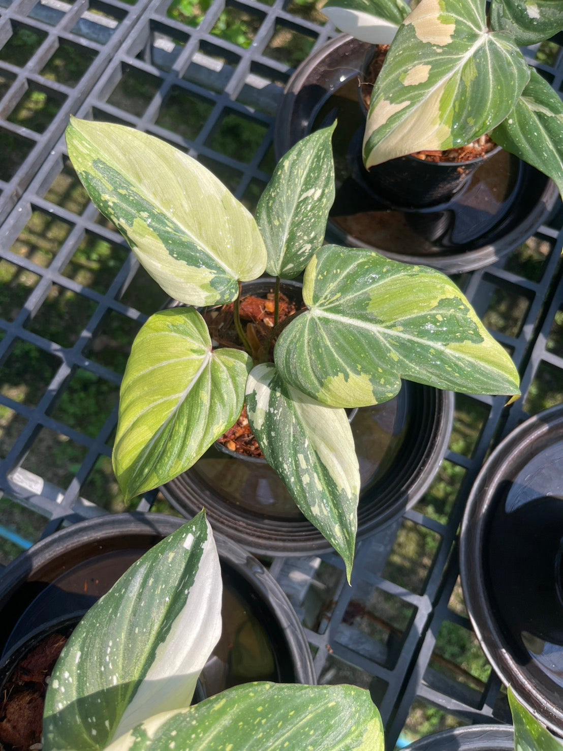 Philodendron Gloriosum Variegated Set of 10 plants SMALL SIZE