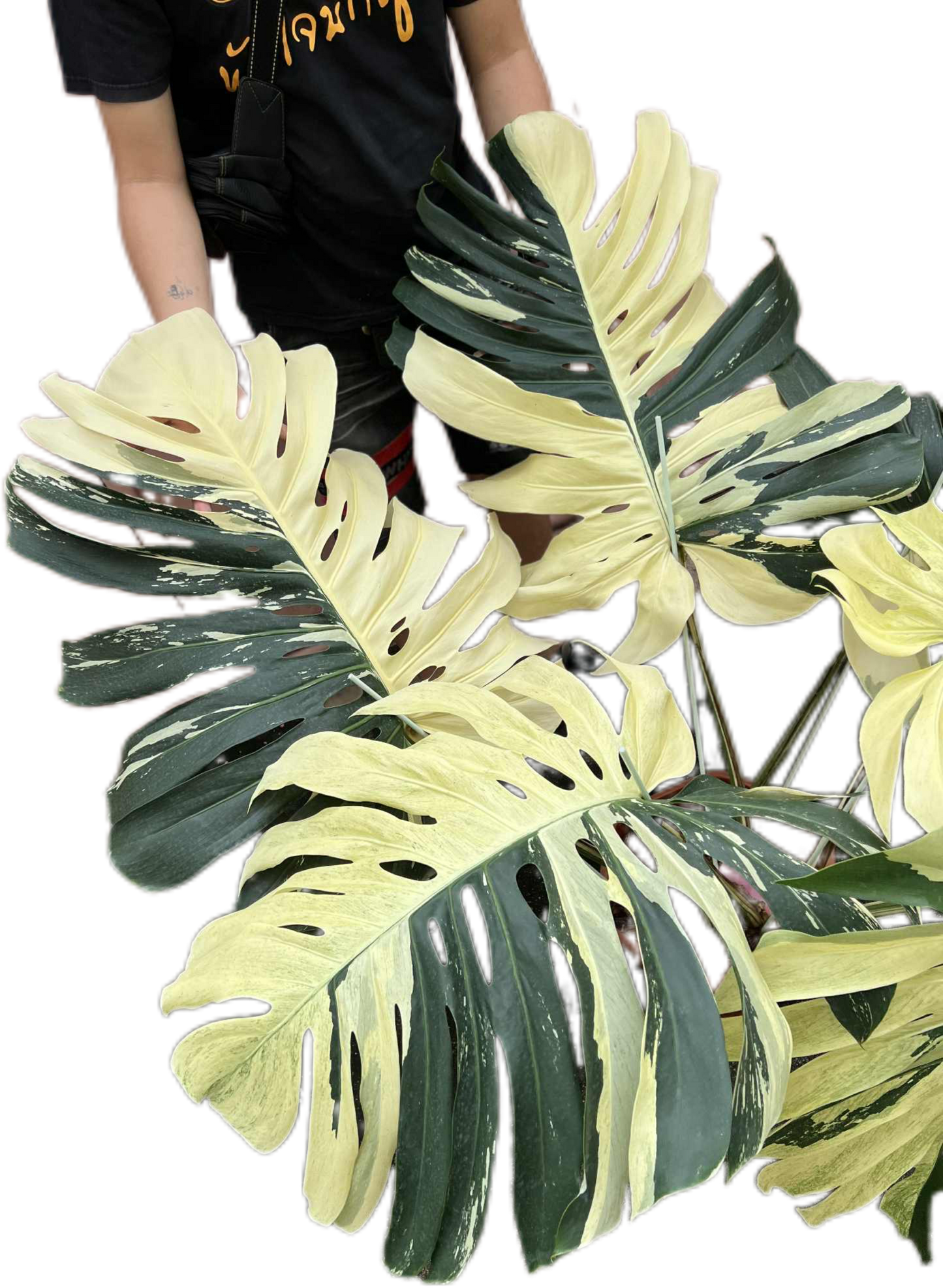 Monstera Borsigiana “Mint” Variegated – Mother Plant (Massive Actual Plant)