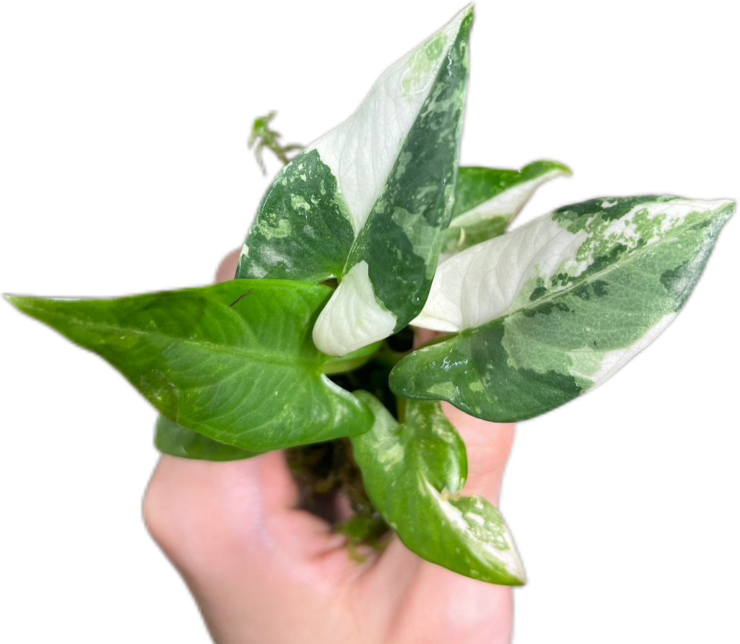 Alocasia Reginae Silver Albo Variegated