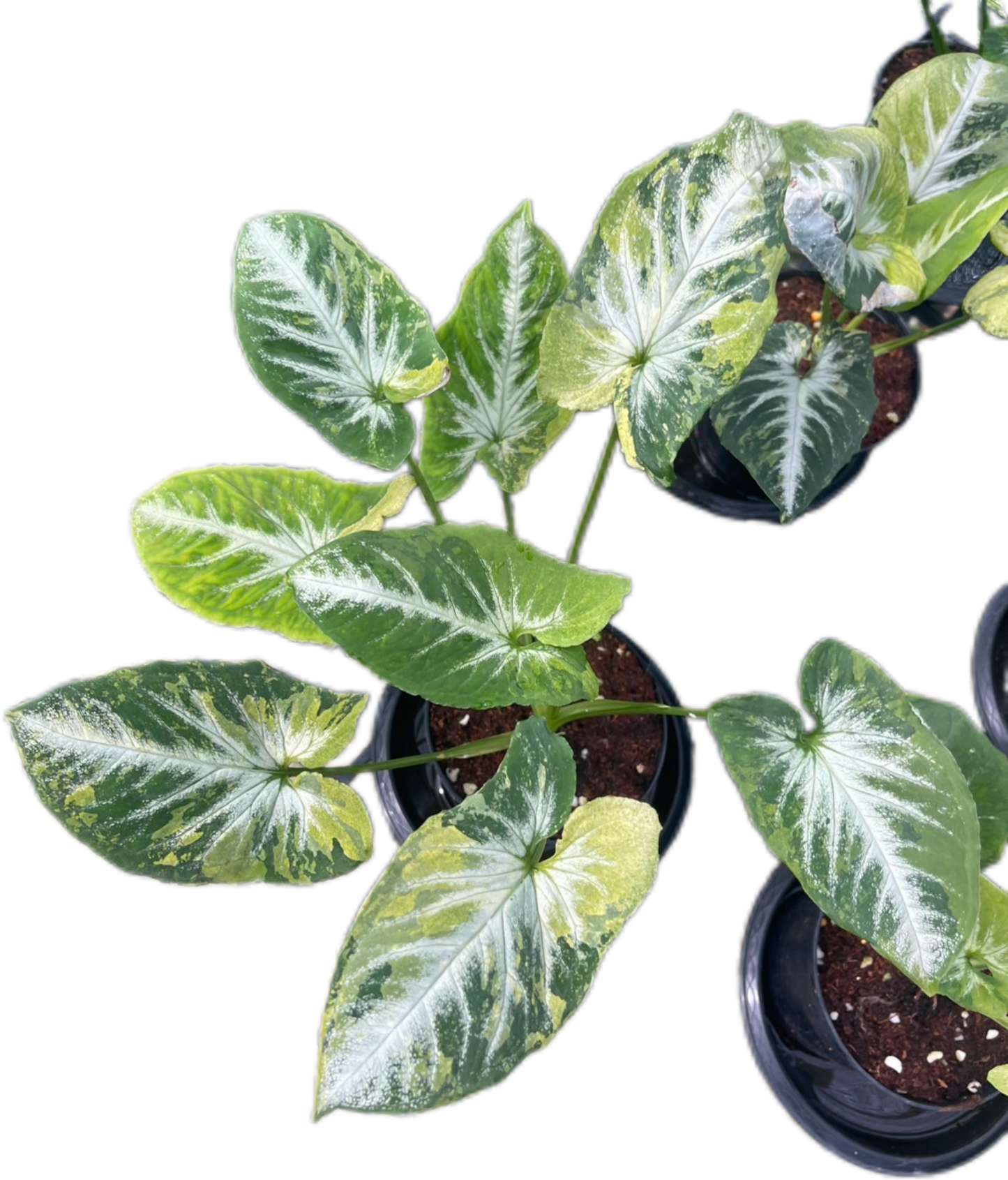 Syngonium “Scrambled Eggs” Set of 10 Plants